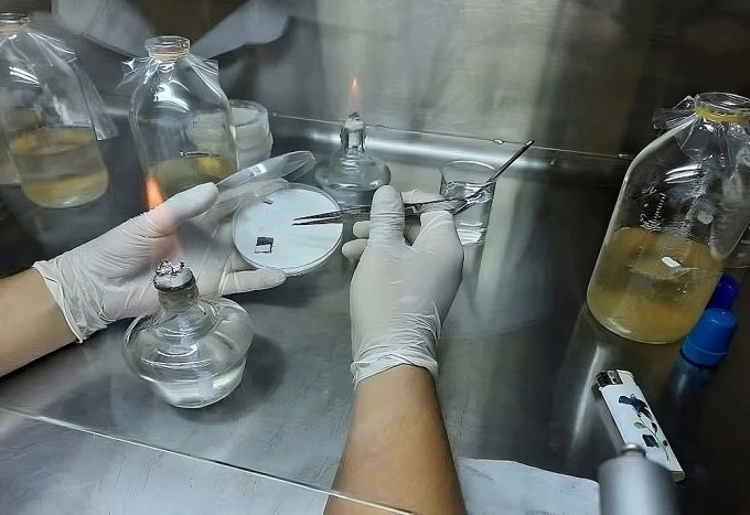 Nhà khoa học Việt tạo da sinh học từ vi khuẩn và sợi nấm