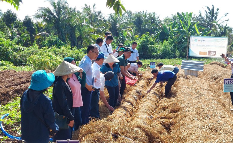Biến rơm rạ thành 'vàng xanh': Công nghệ đột phá từ đồng ruộng